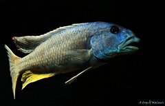 Aristochromis christyi