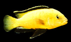 Labidochromis Caeruleus Kakusa