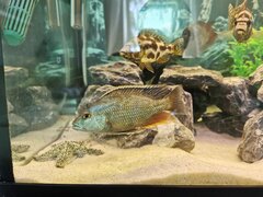 Nimbochromis livingstonii