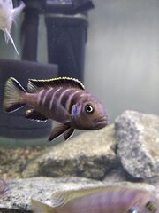 Metriaclima sp. 'elongatus chewere'