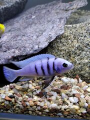 Cynotilapia sp. 'hara' Gallireya Reef