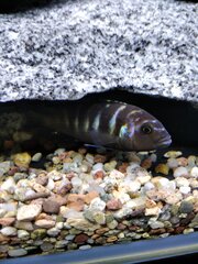 Metriaclima sp. 'elongatus chewere'