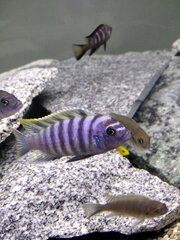 Cynotilapia zebroides 'Likoma Island' red top