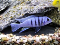 Cynotilapia sp. 'hara' Gallireya Reef