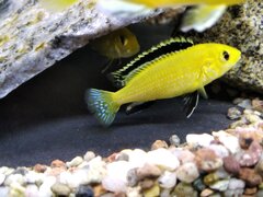 Labidochromis caeruleus