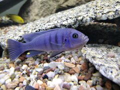 Cynotilapia sp. 'hara' Gallireya Reef