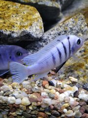 Cynotilapia sp. 'hara' Gallireya Reef