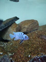 Cynotilapia sp. 'hara' Gallireya Reef