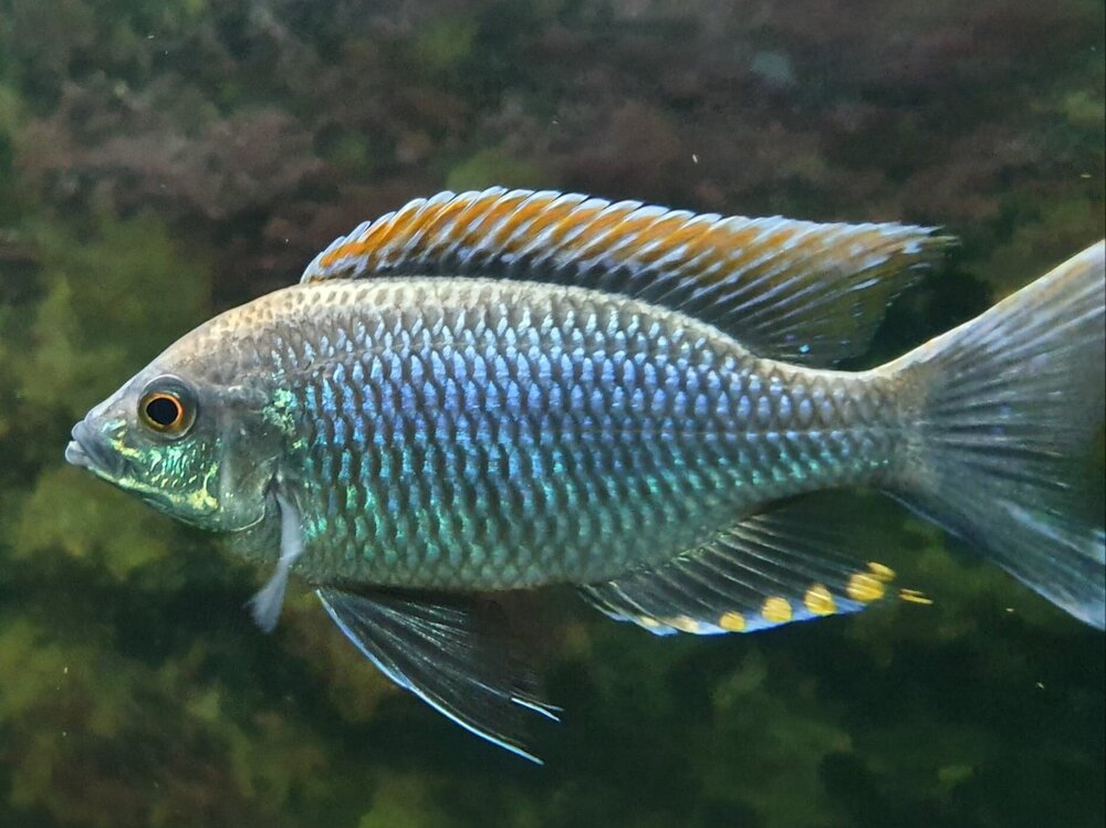 copadichromis fire crest 10 cm.jpg