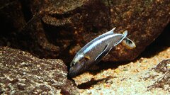 Więcej informacji o „Melanochromis chipokae- samiec 10cm”