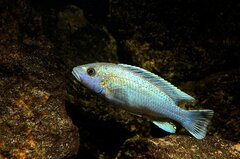 Więcej informacji o „Melanochromis lepidiadaptes- samiec 11cm”