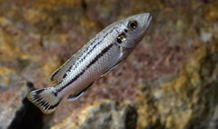 Młody Melanochromis Lapidiadaptes 6cm