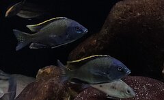Dwa samce Placidochromis sp. blue otter Tsano Rock