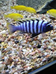 Cynotilapia zebroides 'Likoma Island' red top