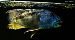 Więcej informacji o „Aristochromis christyi”