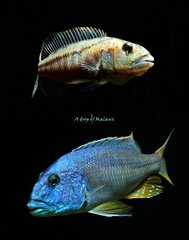 Aristochromis christyi