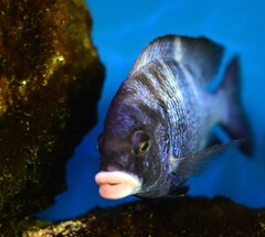 Placidochromis Phenochilus Mdoka White Lips