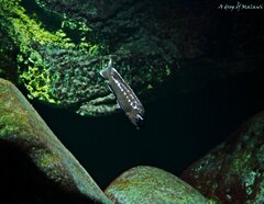 Pseudotropheus interruptus Chiwi Rocks