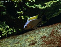 Cynotilapia aurifrons Nkhata Bay