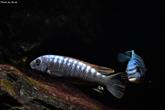 Więcej informacji o „Labeotropheus Trewavasae Thumbi West”