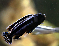 Pseudotropheus cyaneorhabdos.png