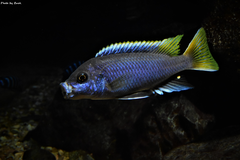 Więcej informacji o „Pseudotropheus Acei”