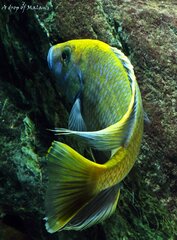 Więcej informacji o „Nimbochromis venustus”