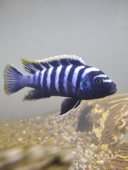 Cynotilapia zebroides 'Likoma Island' red top