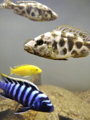 Nimbochromis livingstoni