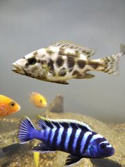 Cynotilapia zebroides i Nimbochromis livingstoni