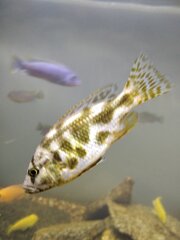 Nimbochromis livingstoni
