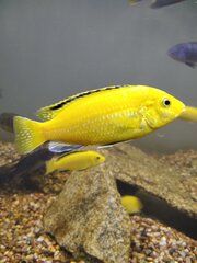 Labidochromis caeruleus
