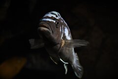 Metriaclima Msobo Magunga