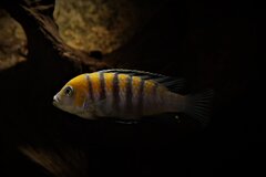 Cynotilapia Zebroides Cobue