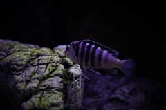 Labidochromis chisumulae Chizumulu