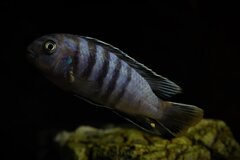 Chindongo saulosi