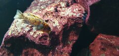 Metriaclima Estherae Minos Reef