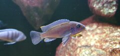 Metriaclima Estherae Minos Reef