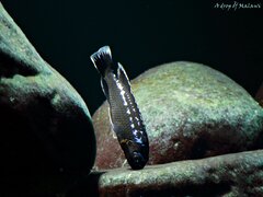 Pseudotropheus interruptus Chiwi Rocks