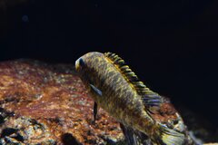 Labeotropheus Fulleborni Nakatenga Island