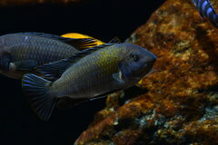 Labeotropheus Fulleborni Nakatenga Island.