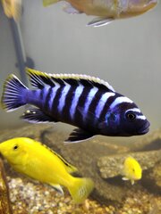 Cynotilapia zebroides 'Likoma Island' red top