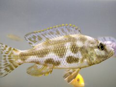 Nimbochromis livingstoni
