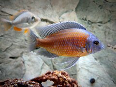 Copadichromis Borleyi Kadango