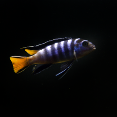 Chindongo sp. 'elongatus mphanga' 7 CM SAMIEC