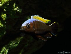 Cynotilapia aurifrons Nkhata Bay