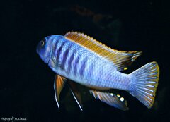 Labeotropheus trewavasae Thumbi west