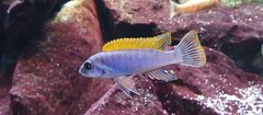 Labeotropheus Trewavasae Thumbi West F1