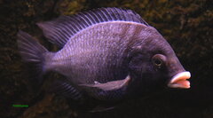 Placidochromis Phenochilus Mdoka White Lips