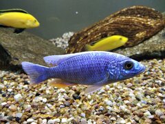 Sciaenochromis fryeri Iceberg